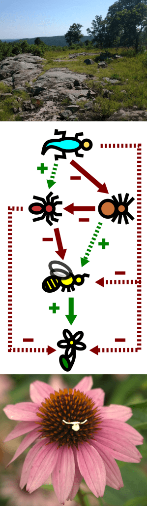 A picture of an igneous glade, a diagram of the eastern collared lizard, spider, bee, and flower food web, and a picture of a model crab spider on a flower. 