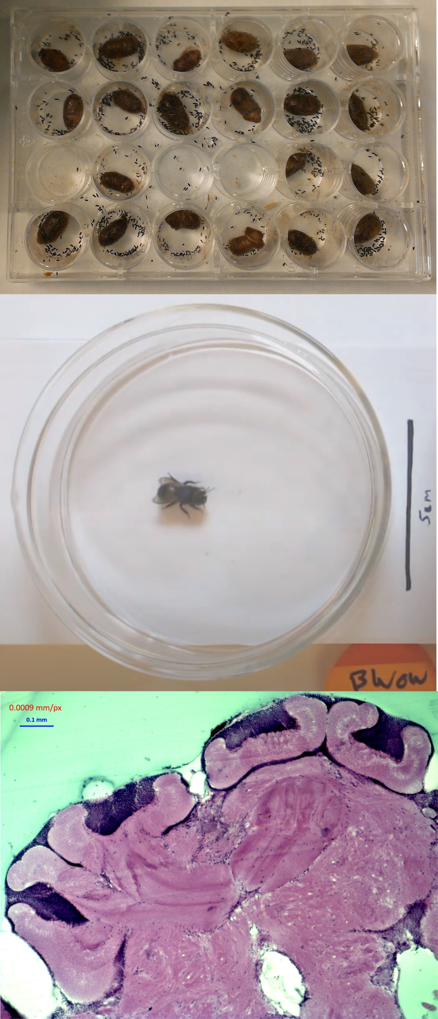 Neonic Research & Publications – Nick L. Anderson