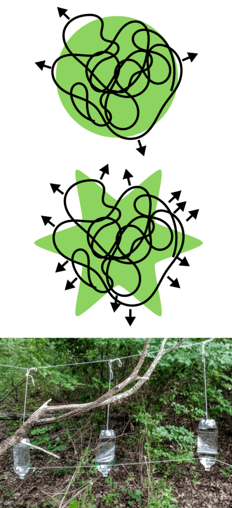 A diagram suggesting that a random path leaves a more complex shape (star) more often than a less complex shape (circle) and a picture of the flight-intercept traps used for this work.